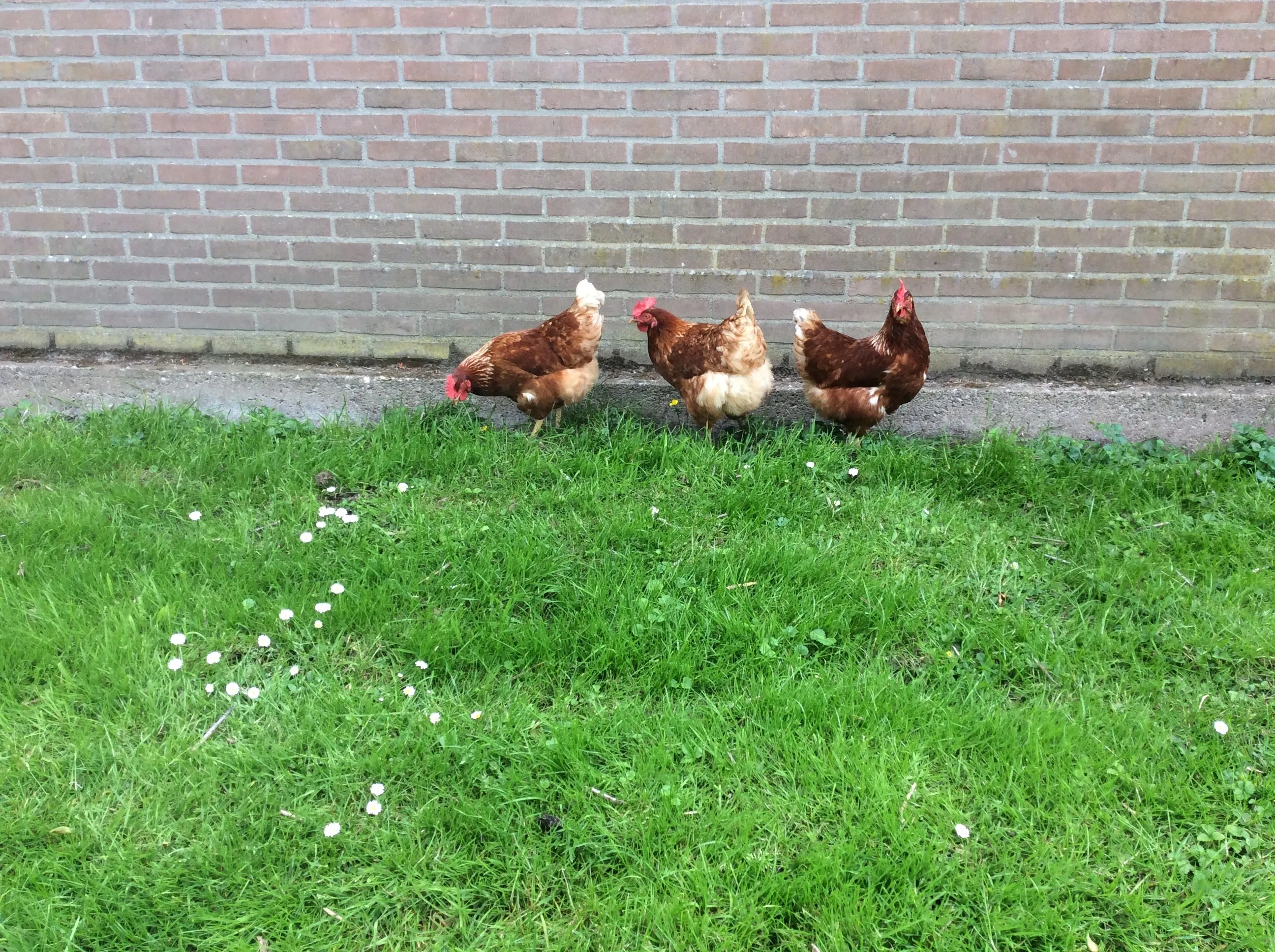 Hoeve Spoorzicht kippen