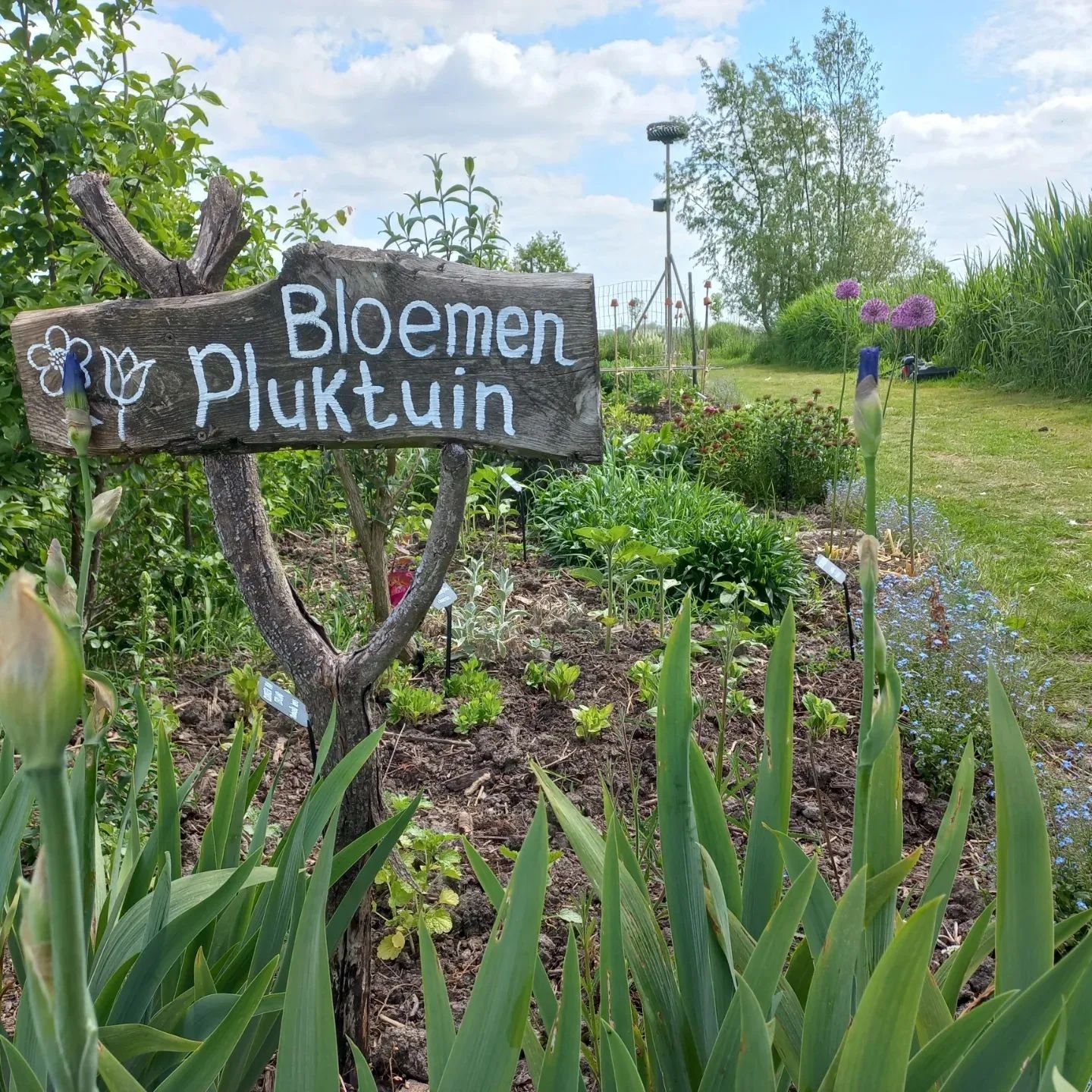 Hortus_Populus_b